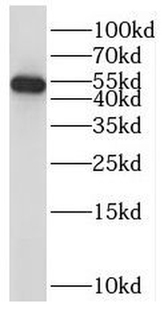 RASSF9 Rabbit Polyclonal Antibody