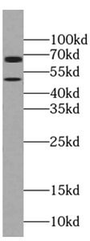 PANK2 Antibody