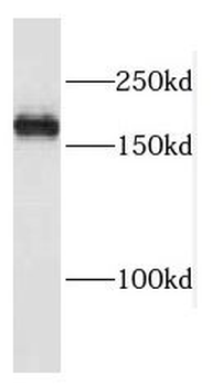 PASK Rabbit Polyclonal Antibody
