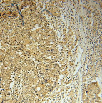 PCBD1 Rabbit Polyclonal Antibody