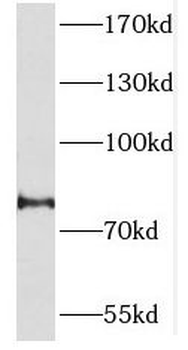 PCDHA2 Rabbit Polyclonal Antibody