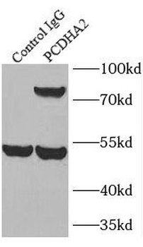 PCDHA2 Rabbit Polyclonal Antibody