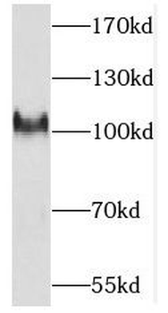 PCDHA3 Rabbit Polyclonal Antibody