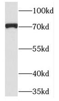 PCDHB5 Rabbit Polyclonal Antibody