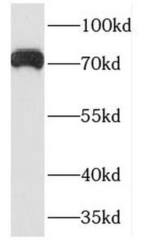 PCDHB5 Rabbit Polyclonal Antibody