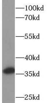 PCNA Antibody