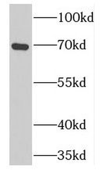 PCSK7 Antibody