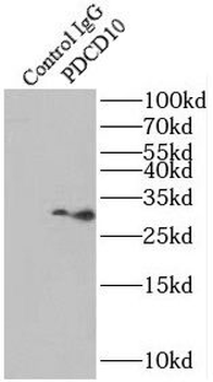 PDCD10 Rabbit Polyclonal Antibody