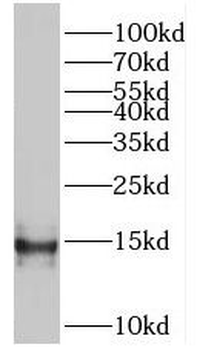 PDCD5 Rabbit Polyclonal Antibody