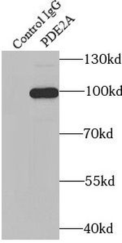 PDE2A Rabbit Polyclonal Antibody