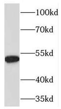 PDIA6 Antibody