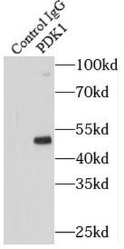 PDK1 Rabbit Polyclonal Antibody
