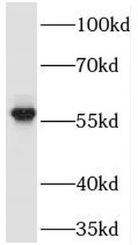 NHERF4 Rabbit Polyclonal Antibody