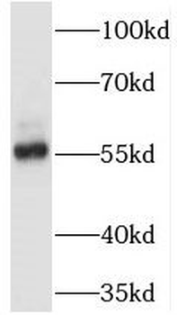 NHERF4 Rabbit Polyclonal Antibody