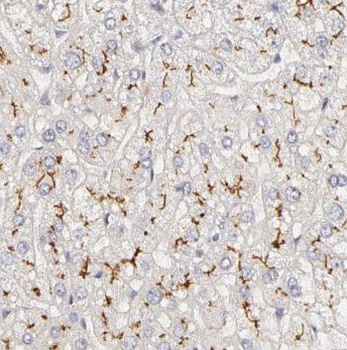 PDZK1 Rabbit Polyclonal Antibody