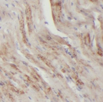 ECI2 Antibody