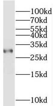 PEF1 Rabbit Polyclonal Antibody