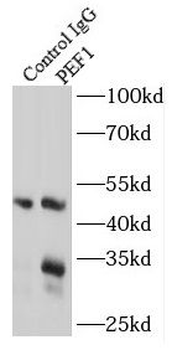 PEF1 Rabbit Polyclonal Antibody