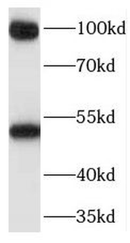 PEG10 Antibody