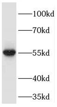 PEPD Rabbit Polyclonal Antibody