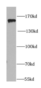 PER1 Rabbit Polyclonal Antibody