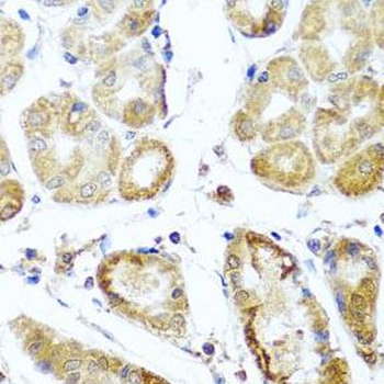 PER1 Rabbit Polyclonal Antibody