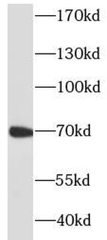 PRF1 Antibody