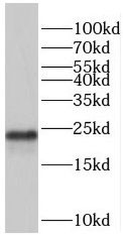 PRDX2 Antibody