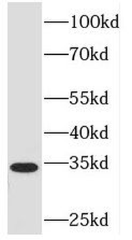 PEX7 Antibody