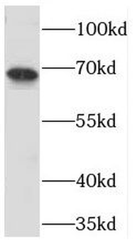 PGLYRP2 Rabbit Polyclonal Antibody