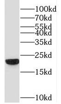 PGPEP1 Rabbit Polyclonal Antibody