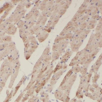 EGLN1 Rabbit Polyclonal Antibody