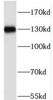 PHF20 Antibody