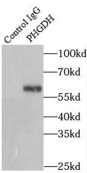 PHGDH Rabbit Polyclonal Antibody
