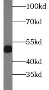 PGF Rabbit Polyclonal Antibody