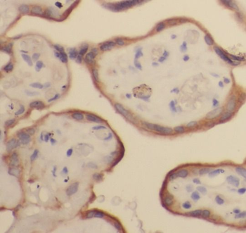 PGF Rabbit Polyclonal Antibody