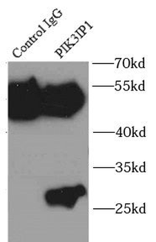PIK3IP1 Rabbit Polyclonal Antibody