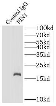 PIN1 Rabbit Polyclonal Antibody