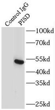PISD Rabbit Polyclonal Antibody