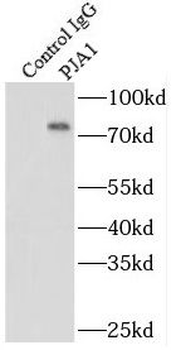PJA1 Antibody