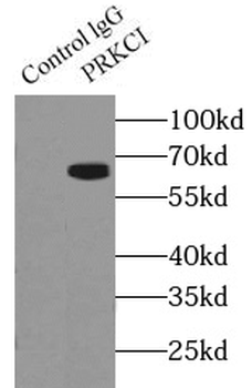 PRKCI Rabbit Polyclonal Antibody