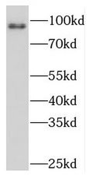 PKD2L1 Antibody
