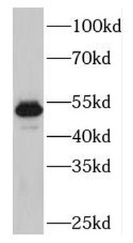 PLAGL1 Antibody