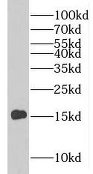 PLP2 Rabbit Polyclonal Antibody