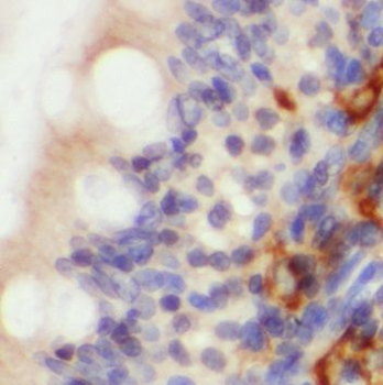 PLP2 Rabbit Polyclonal Antibody