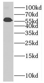 PLRG1 Rabbit Polyclonal Antibody
