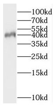 PNMA2 Rabbit Polyclonal Antibody