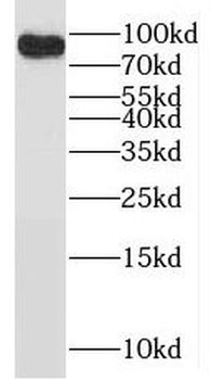 POLI Rabbit Polyclonal Antibody