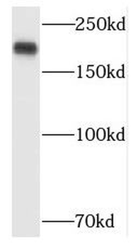 POLR1A Rabbit Polyclonal Antibody