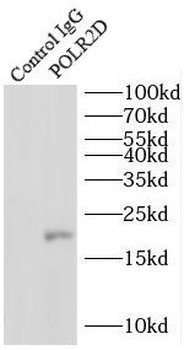 POLR2D Rabbit Polyclonal Antibody